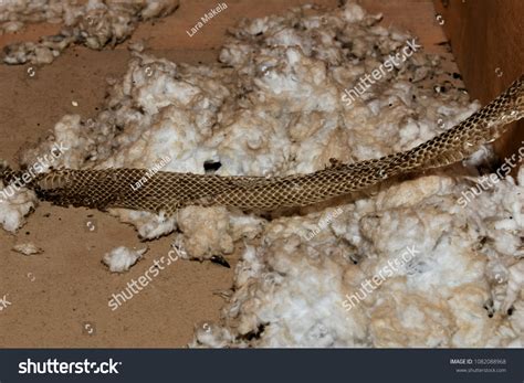 Snake Skin Attic On Blown Insulation Stock Photo 1082088968 Shutterstock