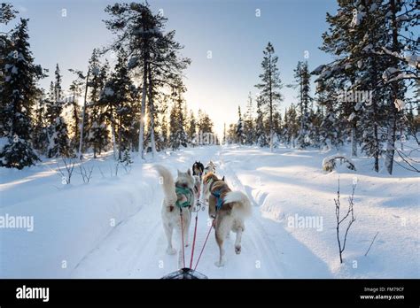 Sweden Norrbotten Kiruna Dog Sledding In Swedish Lapland Stock Photo