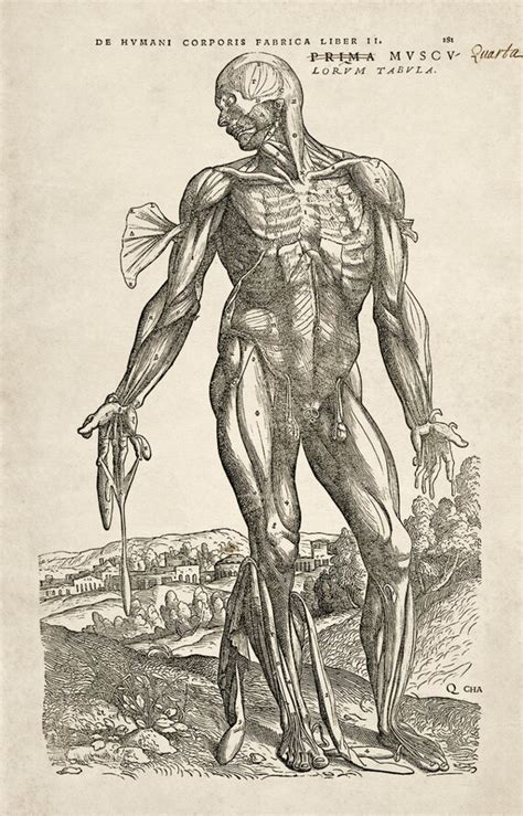 Andreas Vesalius Human Anatomy Print Muscle Man