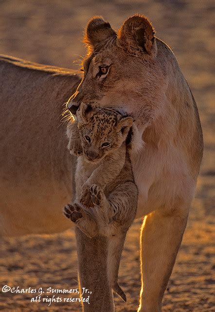 Lion Cub Being Carried By Its Mother 05890 11911 Cgs2709 A Photo On