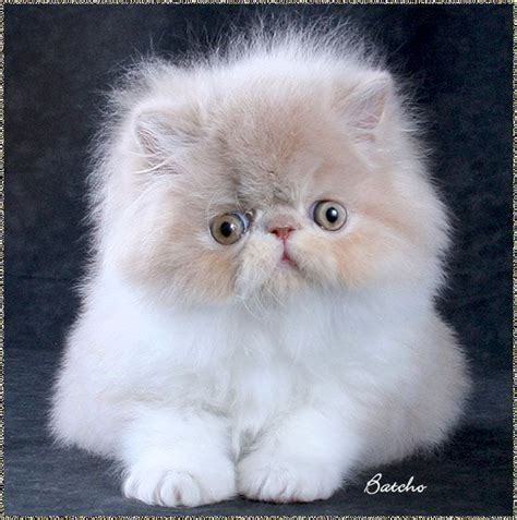 Persian Cat Facts History Personality And Care Aspca Pet Health