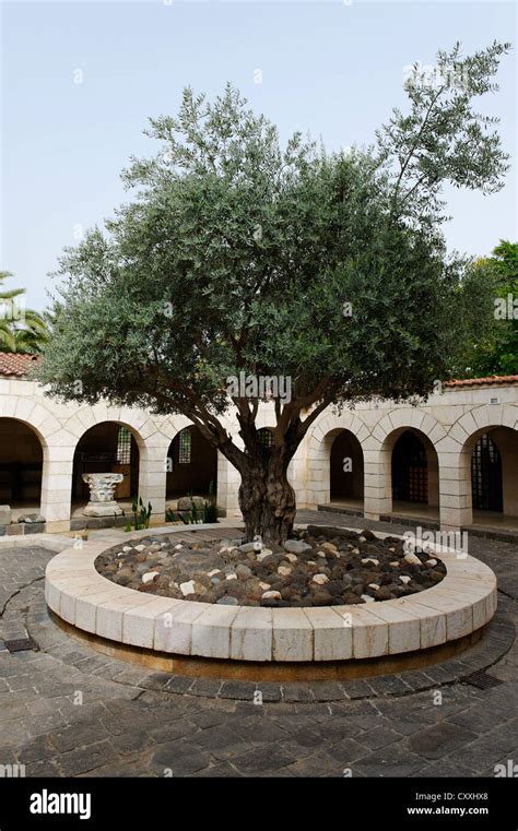 Multiplication Church Courtyard With Olive Tree Tabgha At The Sea Of