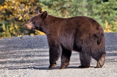 North American Black Bear Ursus Americanus Incredible Facts A Z