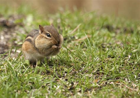 The Variety Of Deciduous Forest Animals Is Truly Mind Boggling