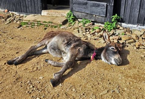 Sleepy Donkey Stock Image Image Of Resting Animal Domestic 56462665