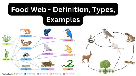 Food Web Definition Types Examples 2023