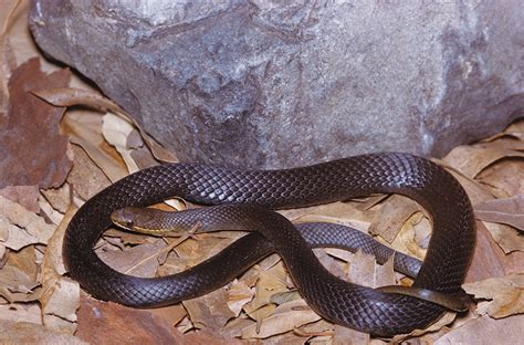 Native Australian Snakes