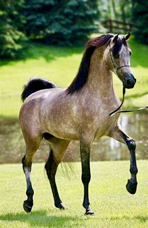 Arabian Stallion Destinyed Valentino Of Maple View Arabians Photo