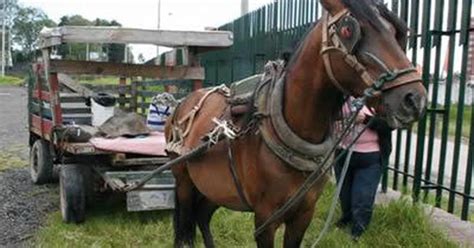 En Colombia Hay 136 Municipios Con Vehículos De Tracción Animal La