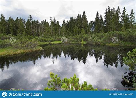 Peat Bog In Bohemian Forest Stock Image Image Of Hike Overcast