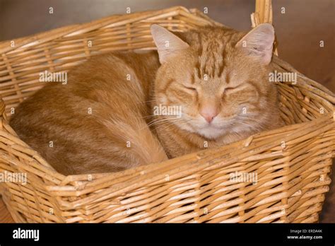 Kitten Lying In Basket Hi Res Stock Photography And Images Alamy