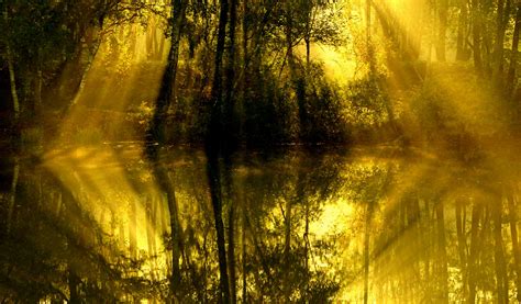 Wallpaper Sunlight Trees Forest Nature Reflection Branch Yellow