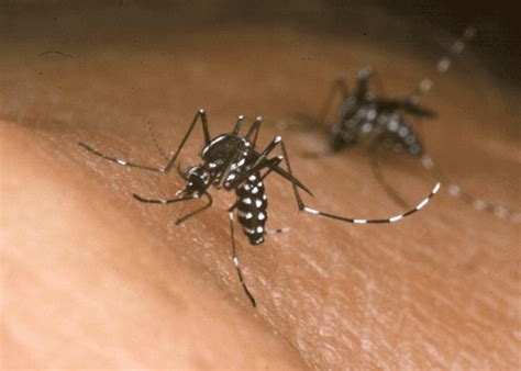 The West Nile Virus Risks Symptoms And Treatment The Mosquito Guy