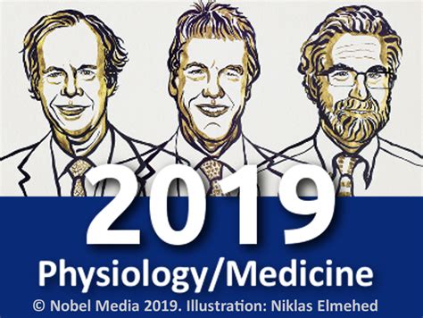 Nobel Prize In Physiology Or Medicine 2019 Chemistryviews