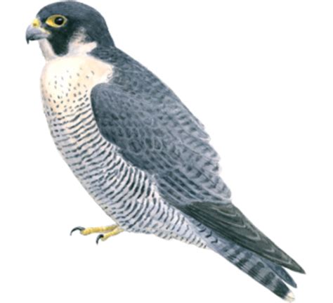 Falcon Png Png Transparent 7 Png 5463 Free Png Images Starpng