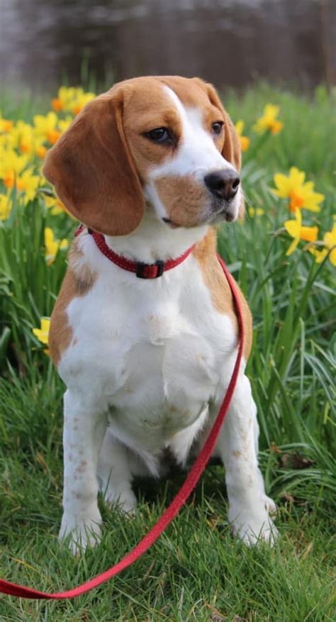 720p Free Download Beagle Dog Hd Phone Wallpaper Peakpx