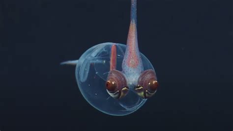 Creatures In Oceans Midnight Zone Are Little Nerdy Aliens