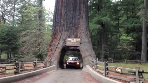 Driving Through 2 Huge Ancient Redwood Trees On The California Coast In