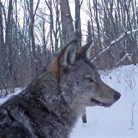 People And Wolves Encounter With Three Wild Wisconsin Gray Wolves
