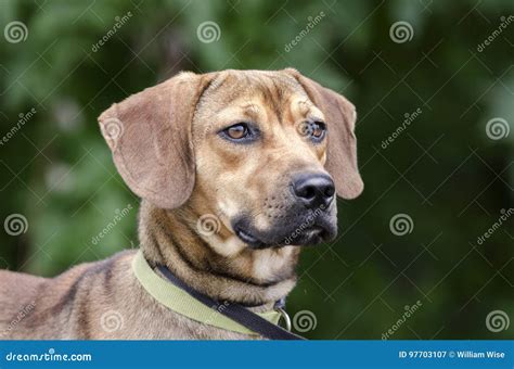 Black Mouth Cur Hound Beagle Mixed Breed Dog Stock Image Image Of