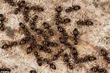 Images of Fire Ants Ritual