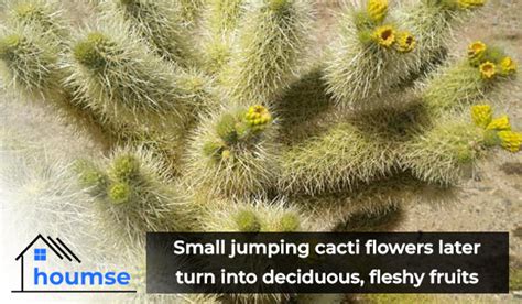 Jumping Cactus How Does It Work Houmse