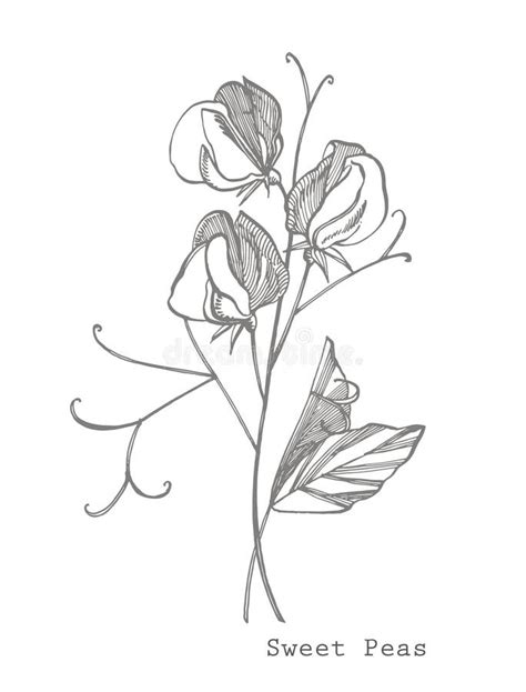 Sweet Pea Flowers Drawing And Sketch With Line Art On White Backgrounds