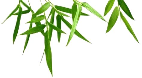 Bamboo clipart bamboo leaf, Bamboo bamboo leaf Transparent FREE for download on WebStockReview 2020