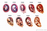 “想顺产先看胎”，胎儿入盆后呈现这个姿势，等于达到顺产通行证|分娩|顺产|孕妈_新浪新闻