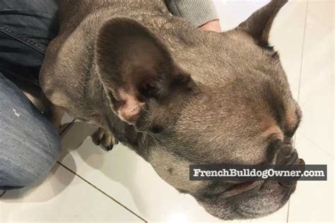 French Bulldog Cropped Ears Clipped And Docked Ears Law And Pain