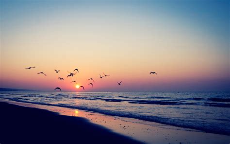 Sunset Birds Sea Wallpaper 2560x1600 32130