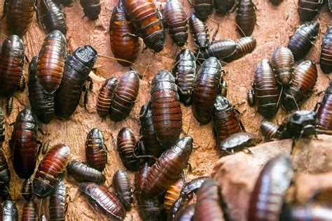 Why Are Cockroaches Invading My Home Prevent Pest Control
