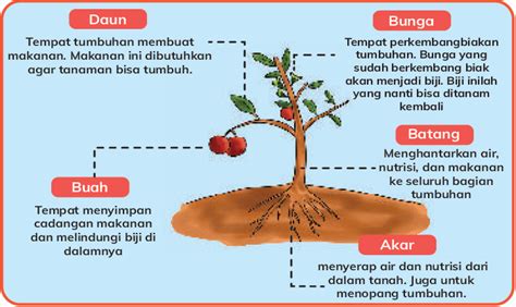 Bagian Tubuh Tumbuhan Dan Fungsinya Materi Belajar Kelas Riset