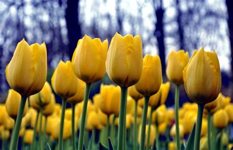 Kelangkaan dan keindahan yang dimiliki oleh bunga inilah yang menjadikan bunga tulip memiliki harga yang sangat mahal. Arti Bunga Tulip Berdasarkan Warnanya + Gambar | Gambar Bunga
