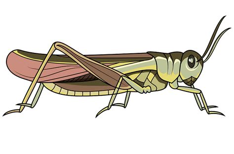 Rocky Mountain Locust Clipart Free Download Transparent Png Creazilla