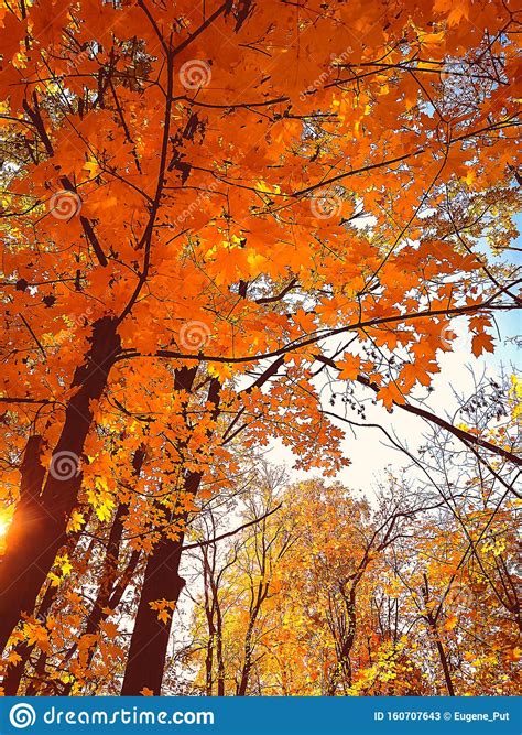 Sunny Day In The Park Warm Autumn Afternoon Red And Yellow Foliage