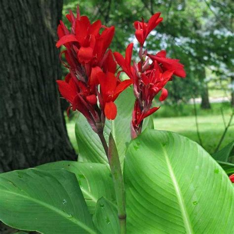 Canna Lily Bulbsplants Red Saanich Victoria