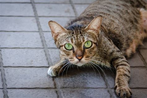 Brown Green Cats Green Eyes Looking Stock Photo Image Of Gray