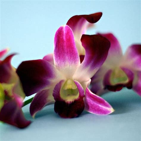 I Love Delicate Orchids You Cant Go Wrong When Using Them To Decorate