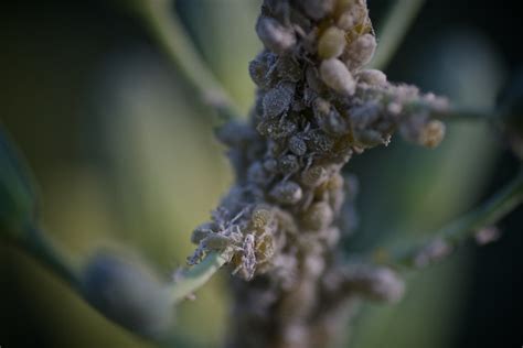 Aphids On Broccoli Use Slideshow Feature 2 Jakobnewman Flickr