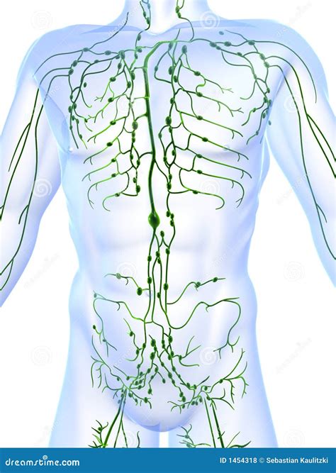 Lymphatic System Royalty Free Stock Photos Image 1454318