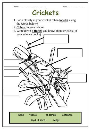 Crickets Worksheet Fact Sheet Life Cycle Teaching Resources