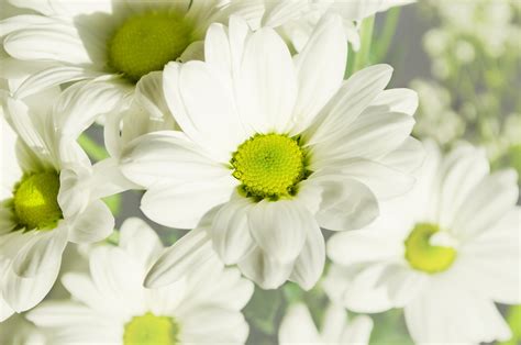 Free Images Flowering Plant Petal White Mayweed Chamomile