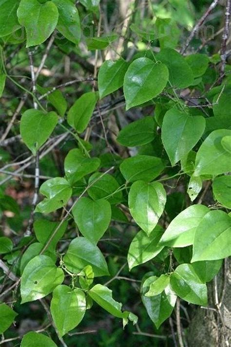 Most of these species are woody, climbing vines armed with sharp spines or prickles. PlantFiles Pictures: Smilax Species, Bull Briar ...