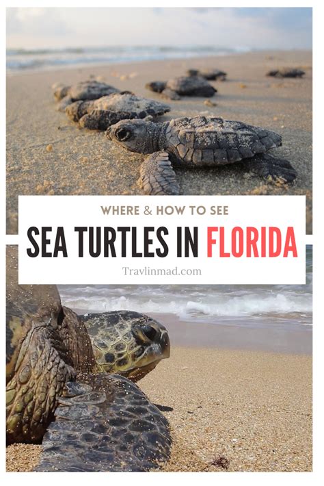 Its Sea Turtle Nesting Season In Florida Heres Where And How To See