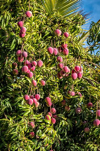 Tropical Fruits Ripe Mangoes Growing On Tree Stock Photo Download