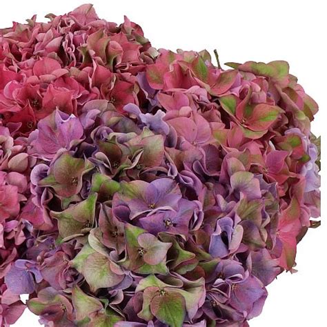 hydrangea rodeo fuchsia classic 50cm wholesale dutch flowers and florist supplies uk