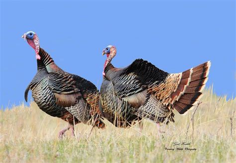 wild turkeys photograph by gail huddle fine art america