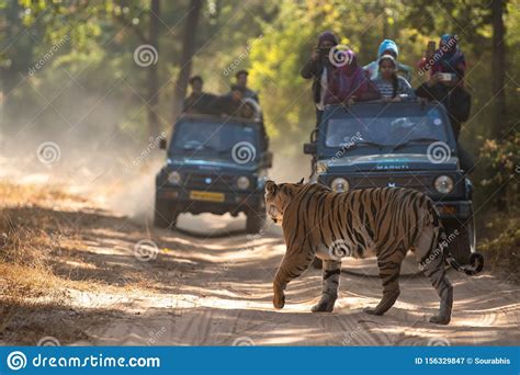 Female Bengal Tiger Marking His Territory Image Taken During A Safari