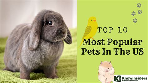 Top 10 Most Popular Pets In The United States Knowinsiders